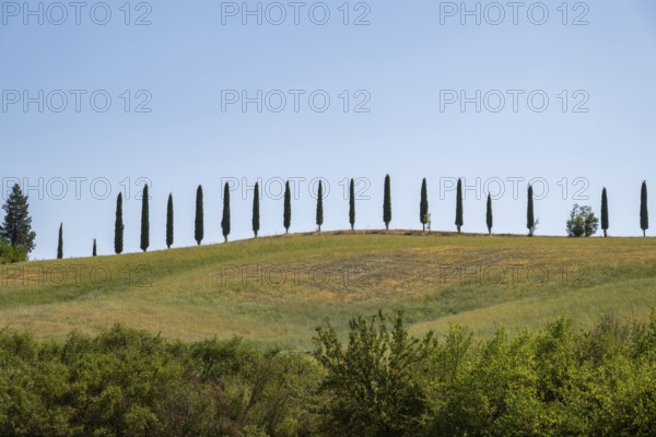Cypress trees standing on top of a hill, Unesco world heritage site Crete Senesi, Italy, Europe