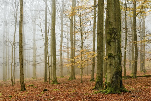 Beech forest, beech trees (fagus) with last yellow leaves in autumn, bare trees and fog,