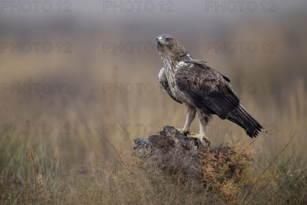 Bonelli's eagle (Aquila fasciata), on tree stump, La Mancha, Spain, Europe