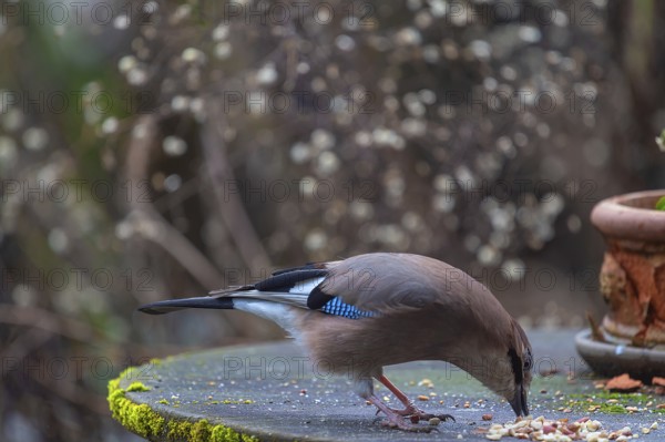 Eurasian jay (Garrulus glandarius) fetching nuts from the patio table, Bavaria, Germany, Europe