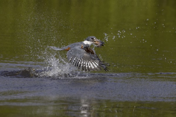 Red-breasted Kingfisher (Megaceryle torquata), flying with caught fish, Rio Claro, Pantanal,