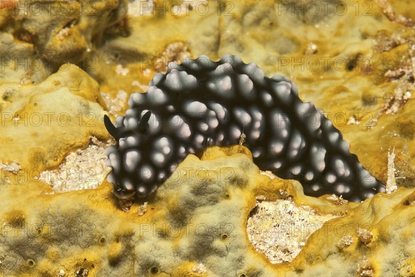 Pustular warty snail (Phyllidiella pustulosa) Warty snail crawls over small polyped stony coral