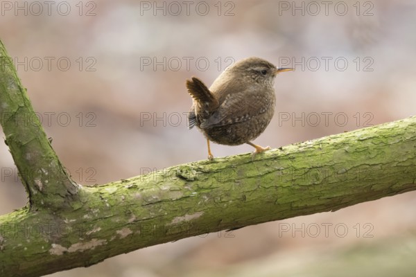 A wren (Troglodytes troglodytes) sitting on a green branch in a natural environment, Hesse,