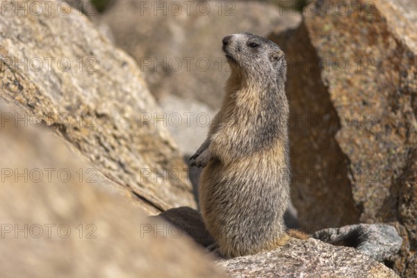 An alpine marmot (Marmota marmota) stands on a rock. The animal is brown and grey. Aosta, Gran