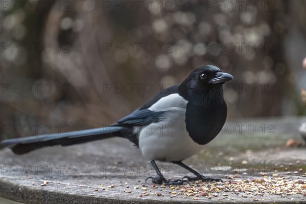 Magpie (Pica pica) fetching food from a patio table, Bavaria, Germany, Europe