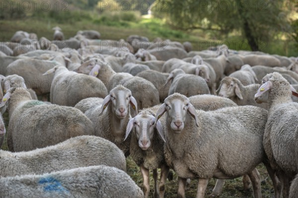 A herd of Merinoland sheep in the pasture, Thuisbrunn, Upper Franconia, Bavaria, Germany, Europe