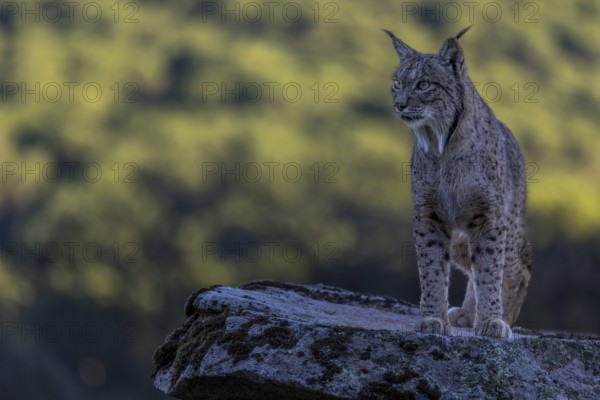 Lynx pardinus, male, standing on stone, background far away, Sierra de Andujar, Andalusia, Spain,