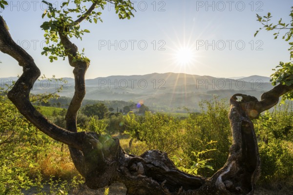 Tuscan landscape at sunrise, country estate with vineyards, forests, olive trees and cypresses in