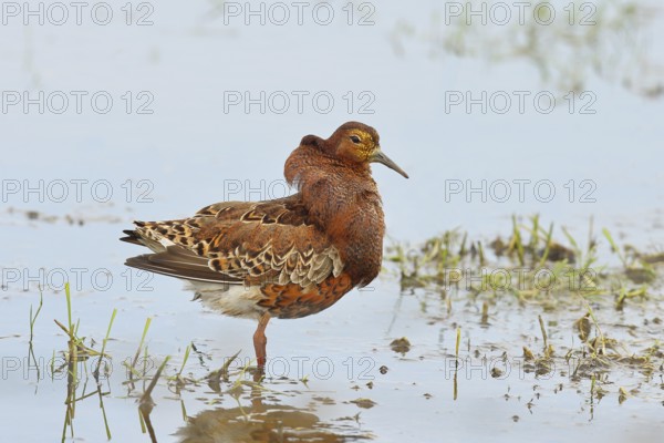 Ruff (Philomachus pugnax), adult male in splendid plumage with erect ruff, courtship display,