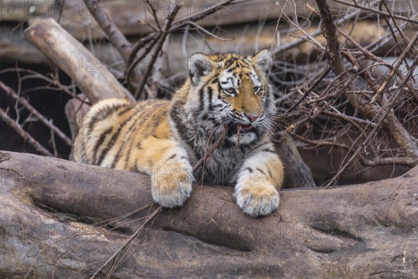 One young Siberian Tiger, Panthera tigris altaica resting on a log and chewing bored on a twig