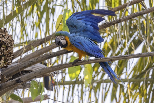 Yellow-breasted Macaw (Ara ararauna), on palm tree, Pantanal, Brazil, South America