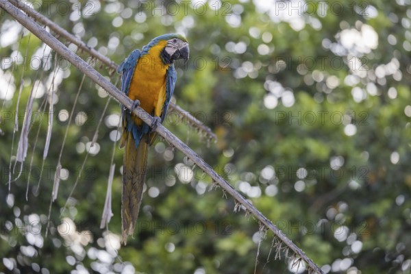 Yellow-breasted Macaw (Ara ararauna), on palm tree, Pantanal, Brazil, South America