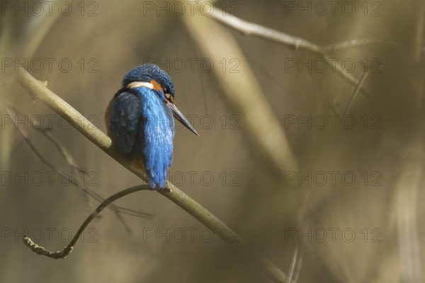 A kingfisher (Alcedo atthis) rests on a branch, surrounded by natural background, in a moment of