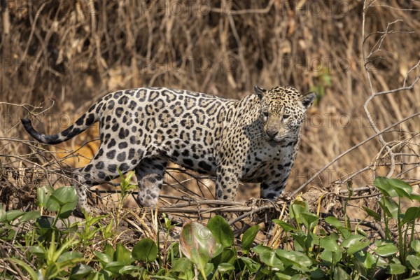 Jaguar (Panthera onca) on a steep bank, Pantanal, Brazil, South America