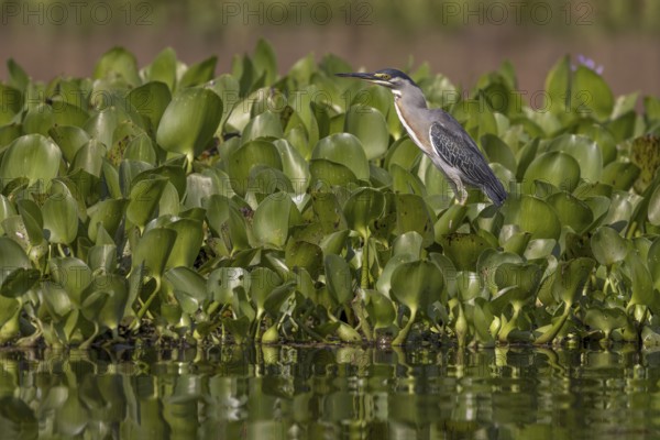 Mangrove heron (Butorides striata), on aquatic plants, Pantanal, Brazil, South America