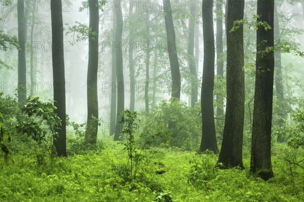 Near-natural deciduous forest of beech, oak and hornbeam with fog in spring, near Freyburg,