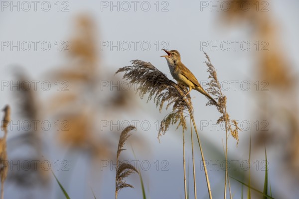 Great Reed Warbler (Acrocephalus arundinaceus), singing on a reed, Lake Kerkini, Greece, Europe