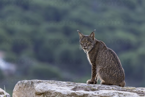Lynx pardinus, male, sitting on stone, background far away, Sierra de Andujar, Andalusia, Spain,