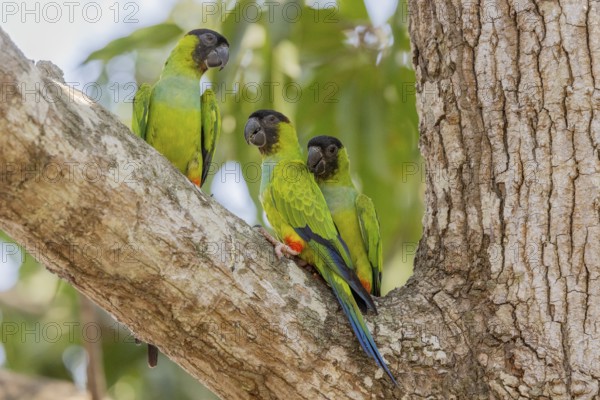Nanday parakeet (Aratinga nenday), 3 birds on tree, Pantanal, Brazil, South America