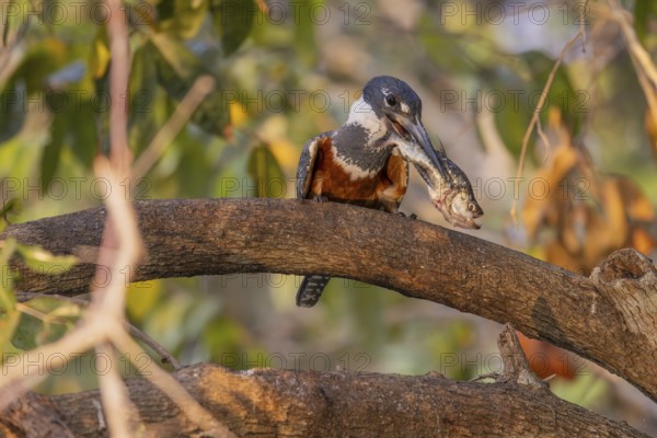 Red-breasted Kingfisher (Megaceryle torquata), on branch, eating piranha, Rio Claro, Pantanal,