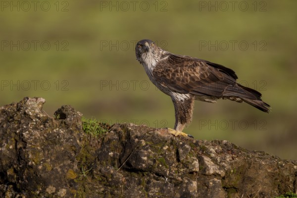 Bonelli's eagle (Aquila fasciata), on stone, Sierra Morena, Andalusia, Spain, Europe
