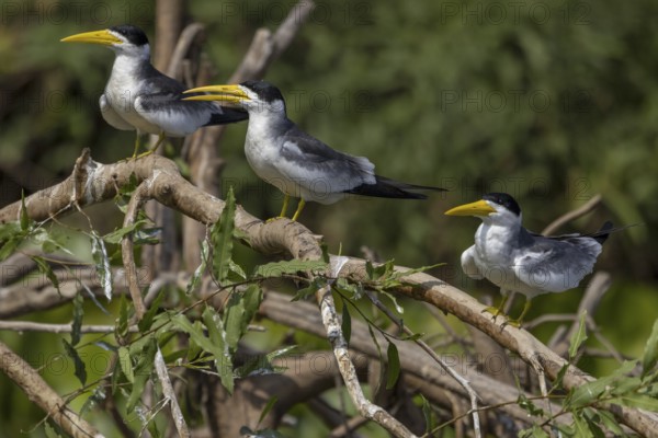 Large-billed Tern (Phaetusa simplex), 3 birds, on branch, Pantanal, Brazil, South America