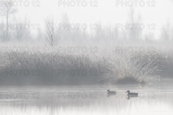 Moor scour with teals (Anas crecca) in the fog, Emsland, Lower Saxony, Germany, Europe