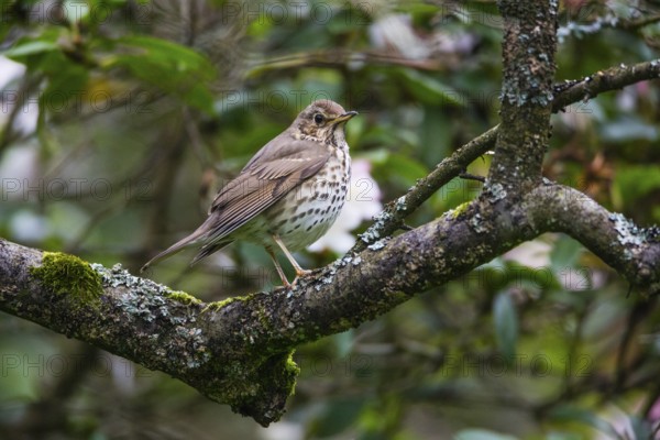 Song Thrush (Turdus philomelos), adult bird perched on a branch, Hesse, Germany, Europe
