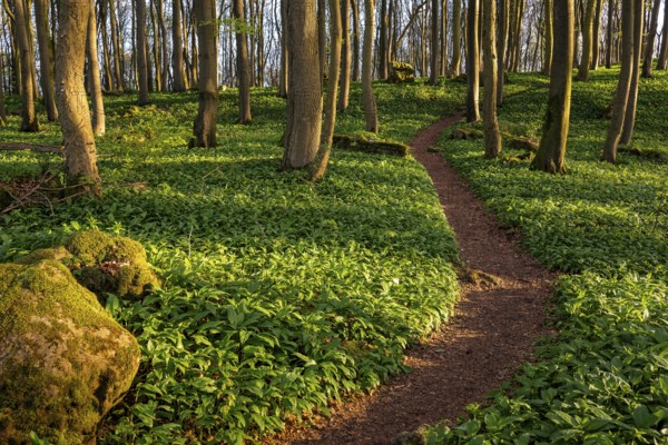 A narrow path winds through endless fields of wild garlic in a green, sunlit beech forest,