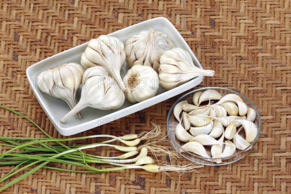 Vegetable, spices, Garlic Latin Allium Sativum, India, Asia