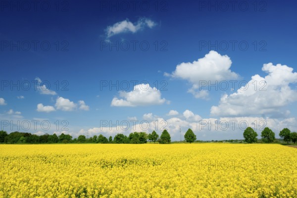 Rape field, trees, rape, summer, blue sky, cumulus clouds, landscape, blooms, blooming, rape