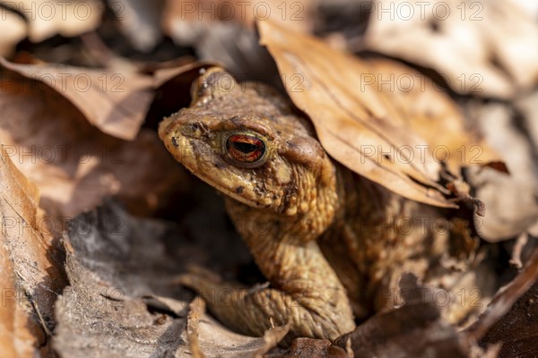 A brown toad (Bufo bufo) hiding well camouflaged under autumn leaves, Lower Saxony, Germany, Europe