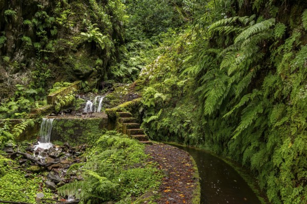 Lush green vegetation with a small waterfall on a path along the Levada do Ribeira da Janela, quiet
