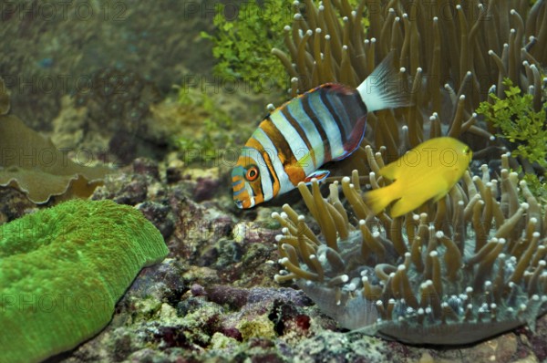 Harlequin tusk fish, Green Island, Cairns, Queensland, Australia, Oceania