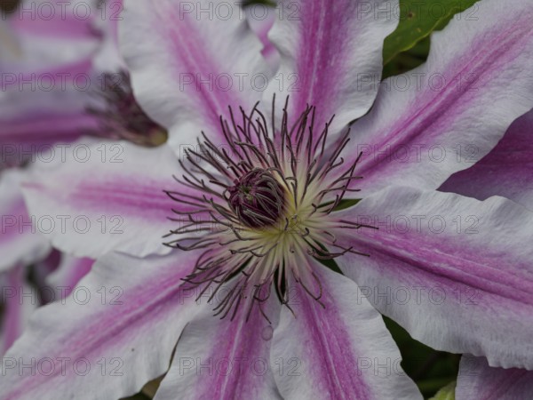 Macro photograph of a clematis flower with detailed stamens and pink petals, borken, westphalia,