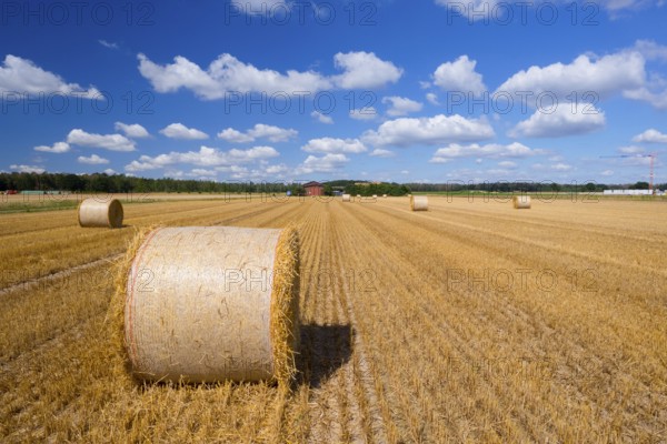 Straw bales on grain field, grain harvest, cattle feed, blue sky, hay, straw, cumulus clouds