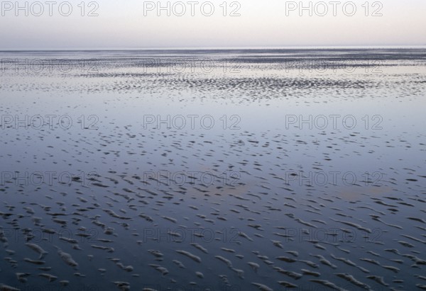 Wadden Sea, low tide, water, vastness, natural landscape