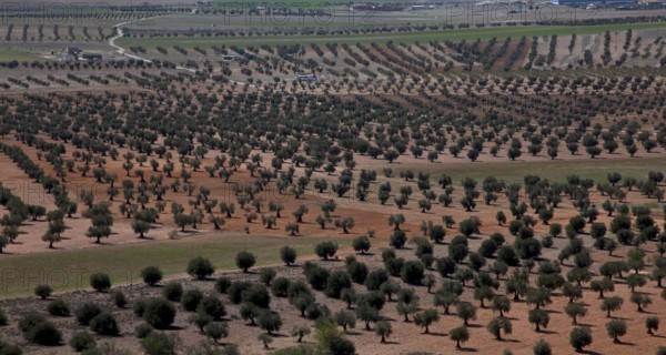 Spain Olive plantation 54328