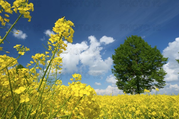 Rape field, trees, rape, summer, blue sky, cumulus clouds, landscape, blooms, blooming, rape