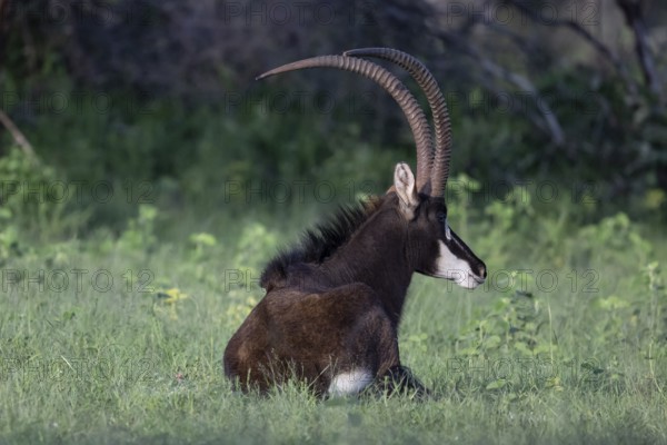 Sable antelope (Hippotragus niger), male, Qwabi Private Game Reserve, Biosphere Reserve, Limpopo,