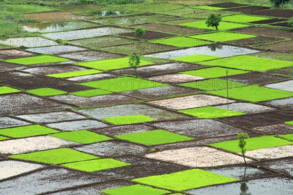 Paddy rice field in squares pattern in monsoon, Chiplun, Ratnagiri, Maharashtra, India, Asia