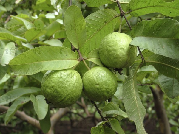 Food, Green leaf with two Guava (Pssidium Guajava L) jambu batu