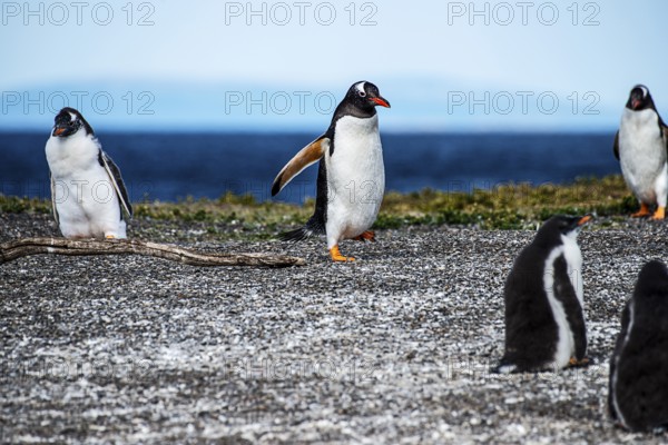 Gentoo penguins (Pygoscelis papua) on Martillon Island, Beagle Channel, Ushuaia, Argentina, South