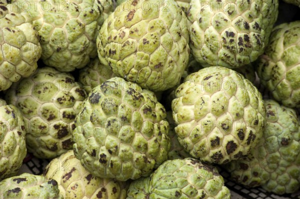 Heap of custard apple annona squamosa, Ozar, Pune, Maharashtra, India 2010