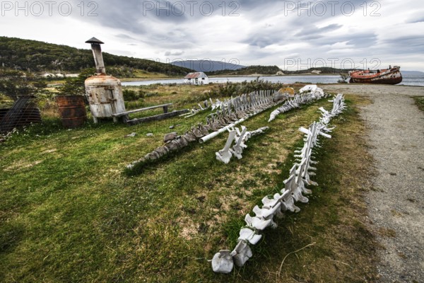 Whale skeletons off Estancia Harberton, Beagle Channel, Ushuaia, Argentina, South America