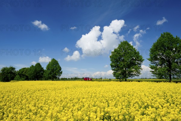 Rape field, trees, rape, summer, blue sky, cumulus clouds, landscape, blooms, blooming, rape