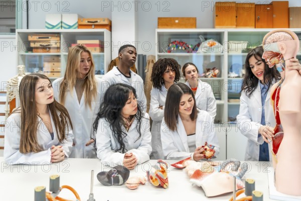 Group of diverse medical students learning human anatomy using anatomical models in a university