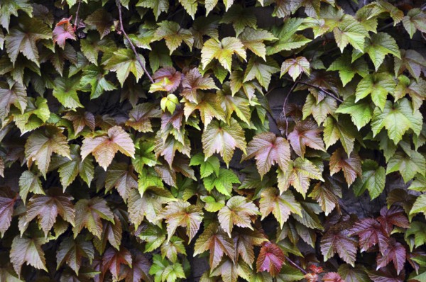 Wall full of colourful leaves