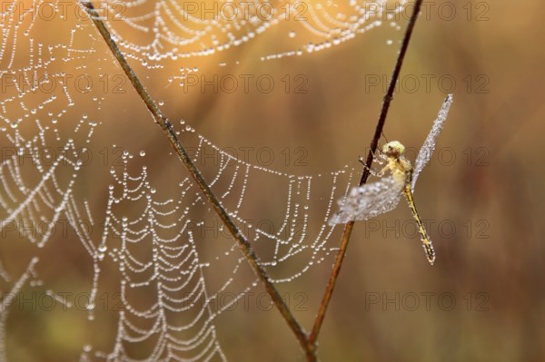 Dragon fly beside spider web covered with dewdrops 28-December-2008