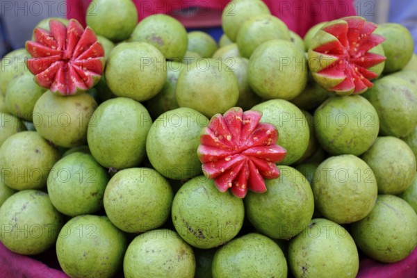 Red guava, Bhavnagar market, Gujarat, India, Asia
